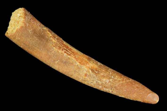 Pterosaur (Siroccopteryx) Tooth - Morocco #101699